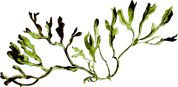 Водоросли на белом фоне