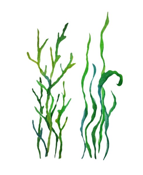 Эра Тихонская водоросли