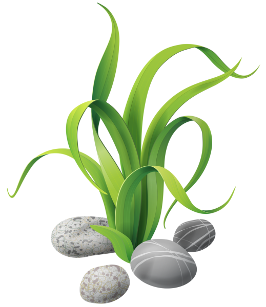 Растения клипарт