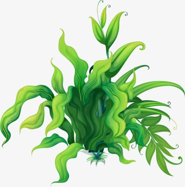 Морские водоросли на белом фоне