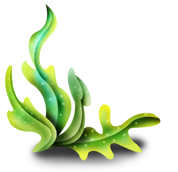 Морские водоросли для детей