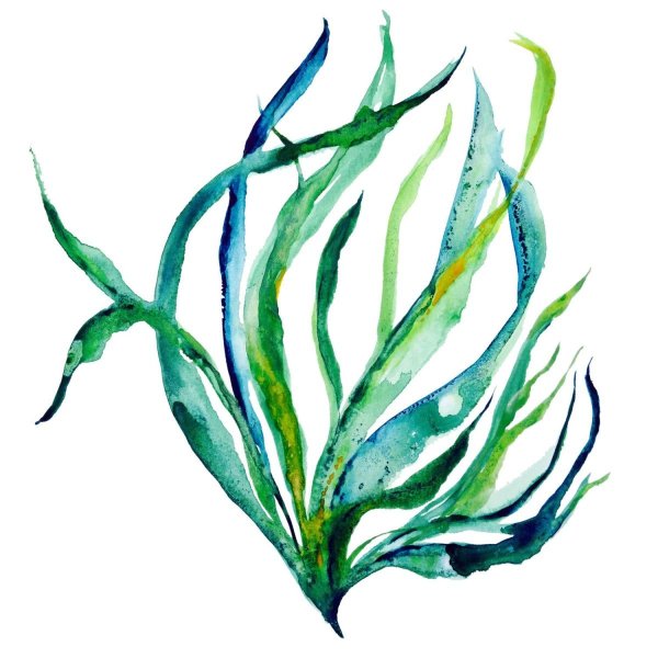 Ламинария зеленая водоросль