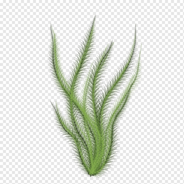 Водоросли на прозрачном фоне