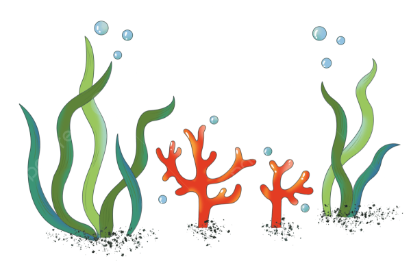 Водоросли для детей