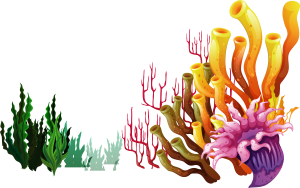 Водоросли для детей