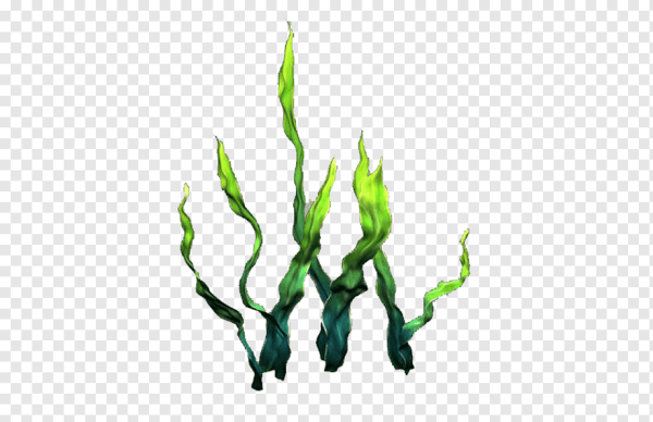 Водоросли на белом фоне