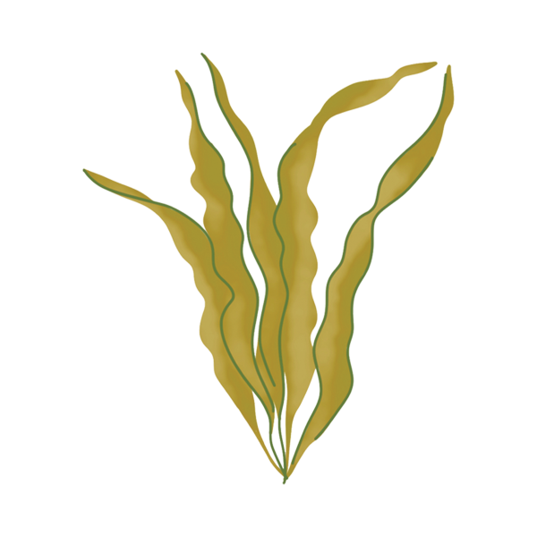 Морские водоросли на белом фоне