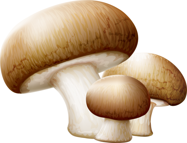 Клипарт грибы на прозрачном фоне