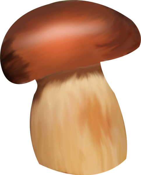 Грибы без фона