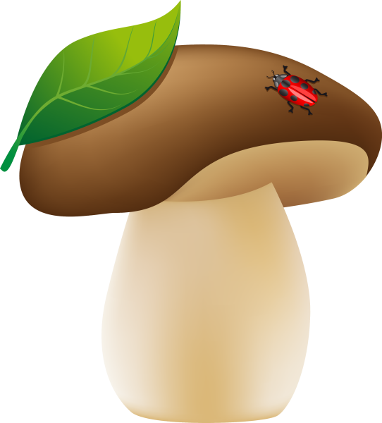 Грибы на прозрачном фоне