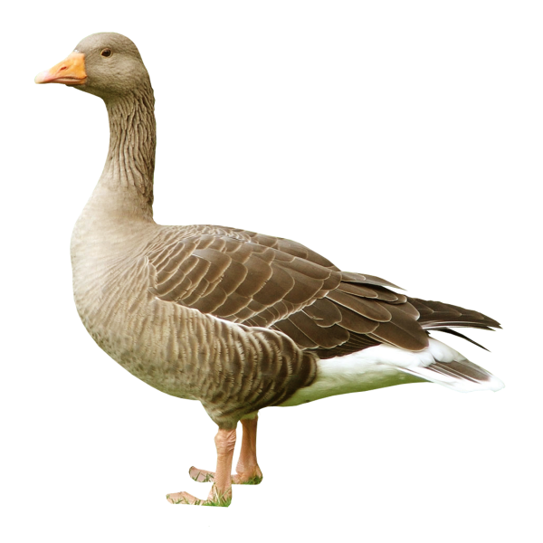 Домашние птицы