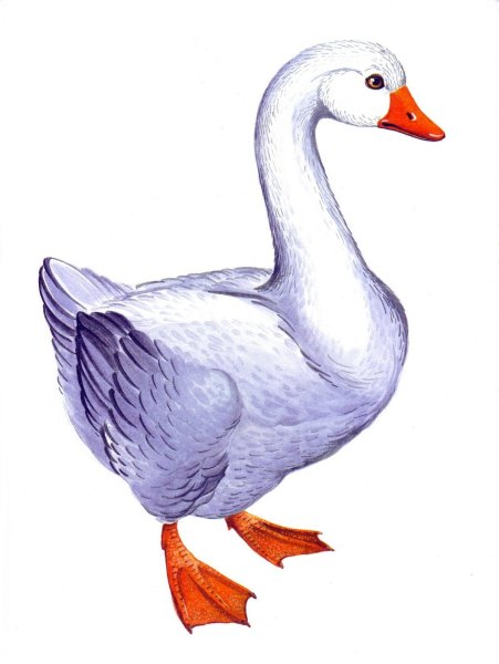 Домашние птицы