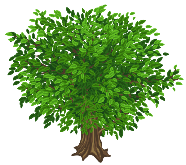 Дерево на прозрачном фоне