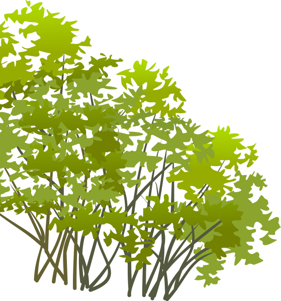 Ветки деревьев и кустарников