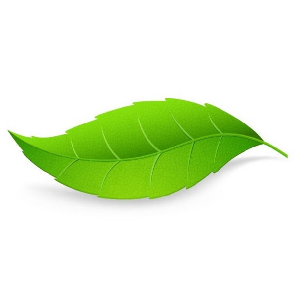 Зеленые листочки