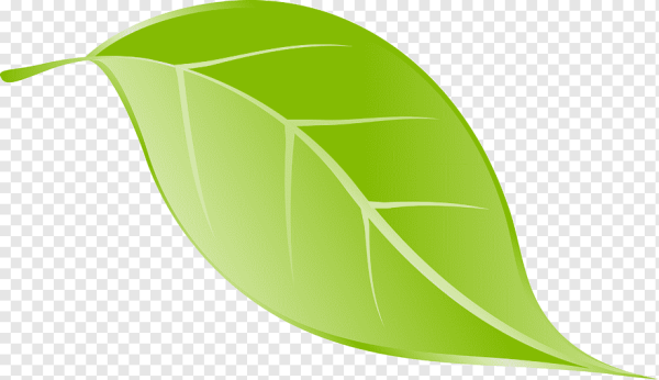 Листья без фона