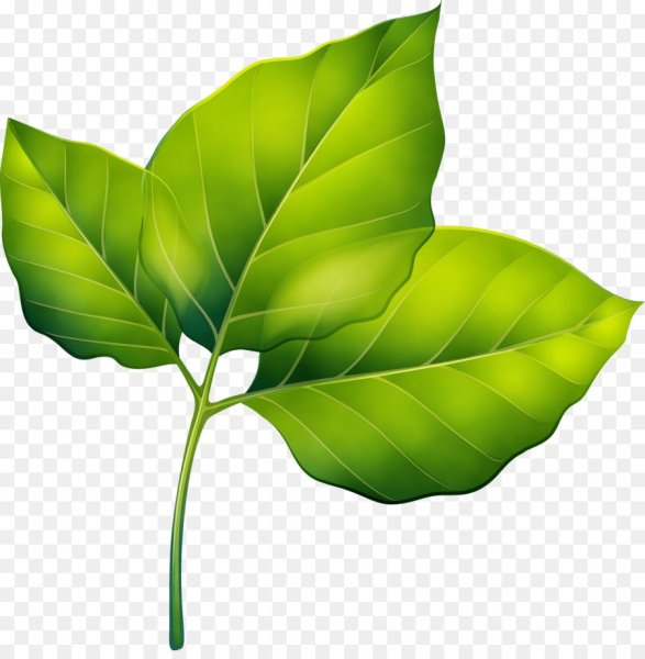 Зеленый лист