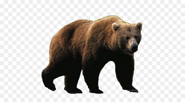 Медведь на прозрачном фоне