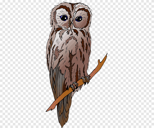 Сова на прозрачном фоне
