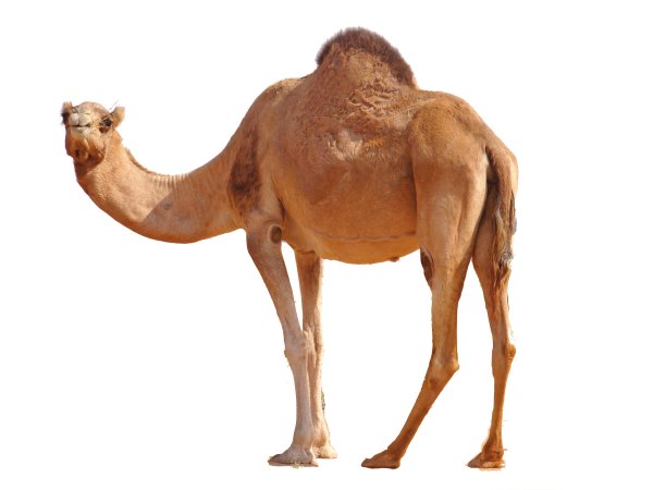 Одногорбый верблюд фото