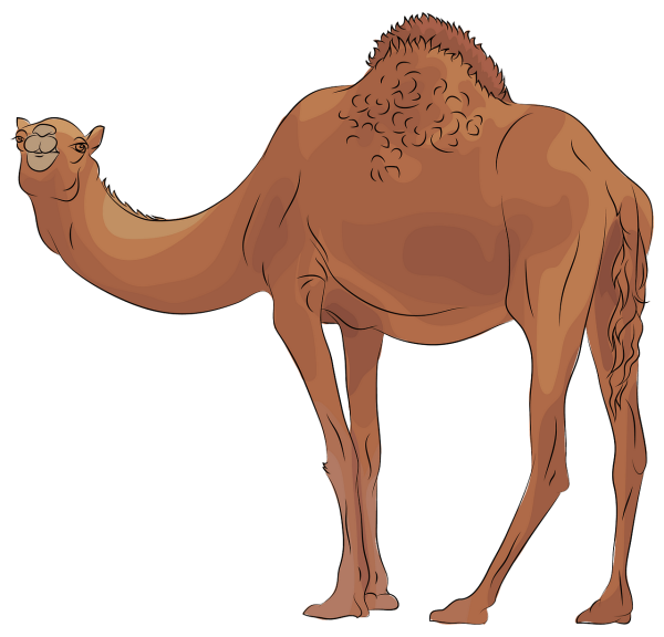 Верблюд рисунок