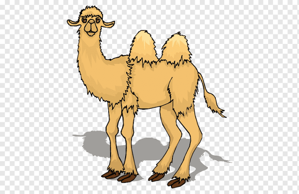 Изображение верблюда для детей