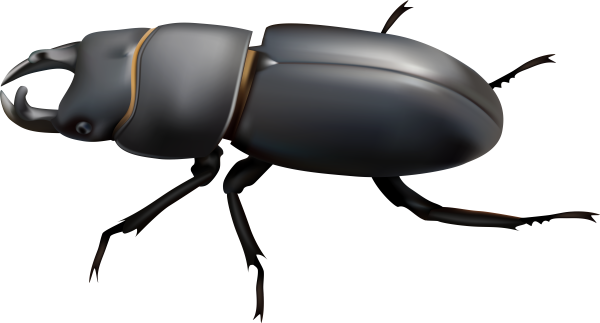 Насекомые на прозрачном фоне