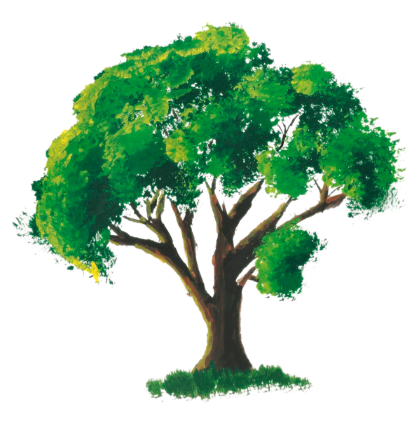 Дерево на прозрачном фоне
