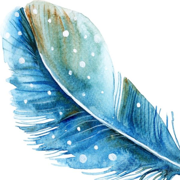 Перо на прозрачном фоне