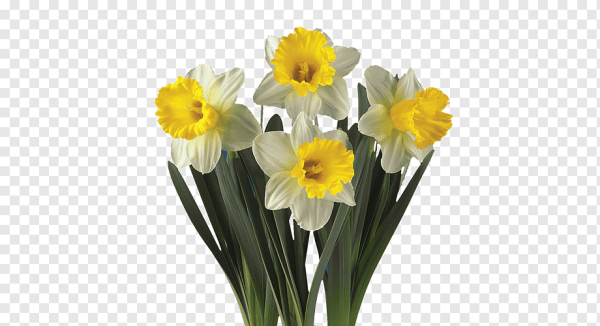 Narcissus срезка