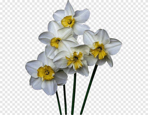 Нарциссы геоцтнтыпнг