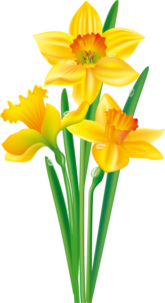 Нарцисс цветочек