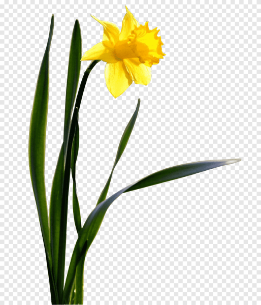 Нарцисс цветок