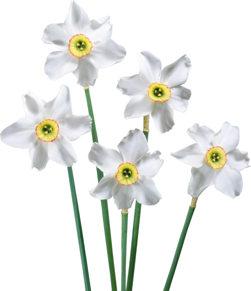 Нарцисс для детей