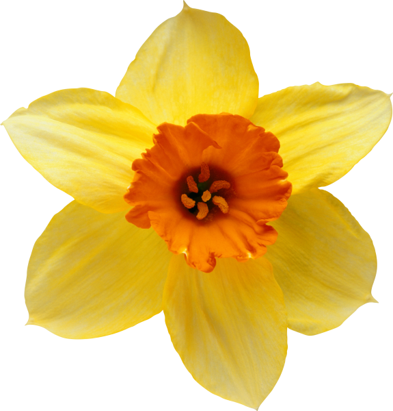 Желтый Нарцисс