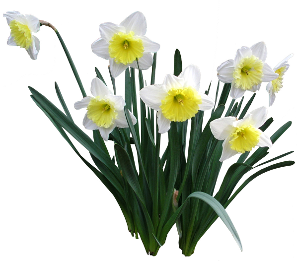 Нарцисс на белом фоне