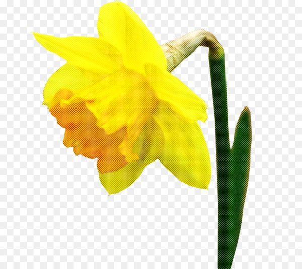 Нарцисс желтый срезка