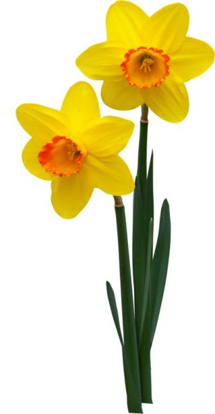 Нарцисс цветок одиночный