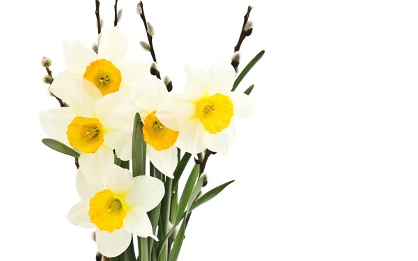 Нарцисс на прозрачном фоне