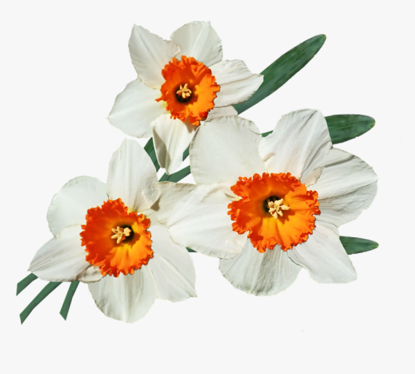 Нарцисс цветок