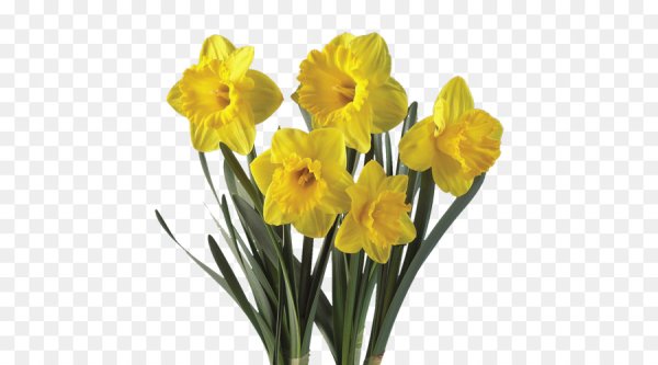 Желтый Нарцисс