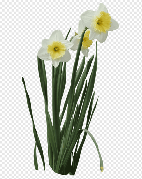 Narcissus срезка