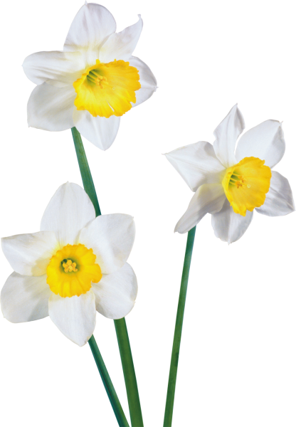 Нарцисс одиночный