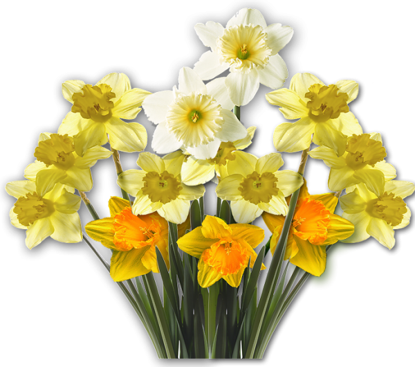 Нарцисс для детей