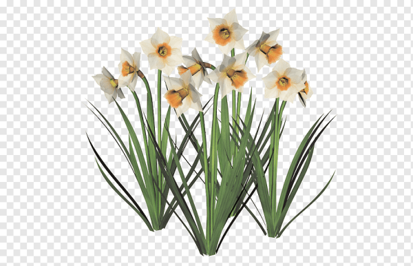 Нарцисс на белом фоне