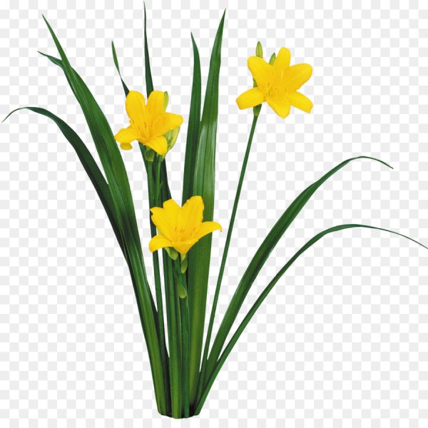 Нарцисс на белом фоне