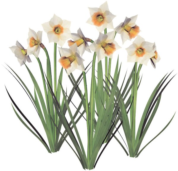 Нарцисс для детей