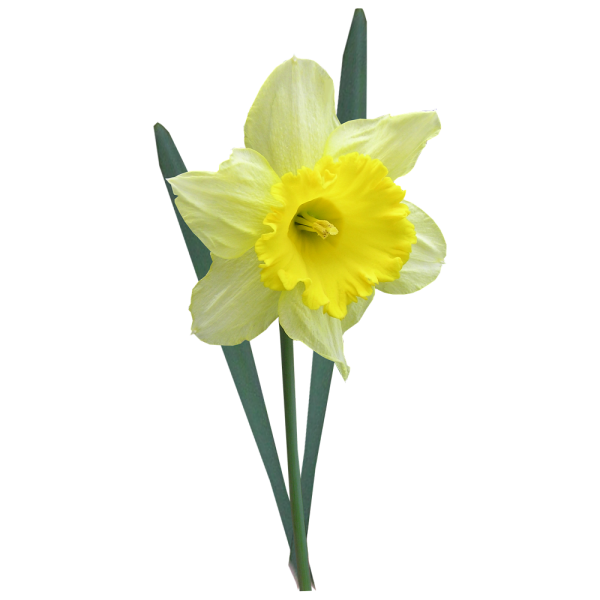 Нарцисс одиночный