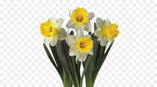 Нарцисс кустовой срезка