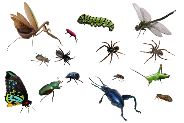 Насекомые на прозрачном фоне